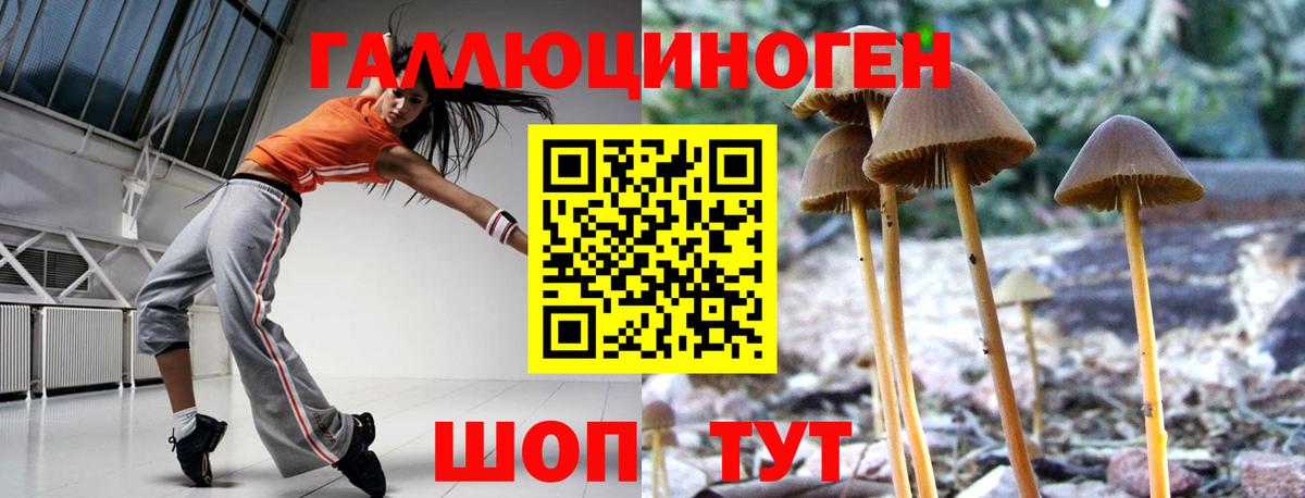 Галлюциногенные грибы Psilocybe Кропоткин